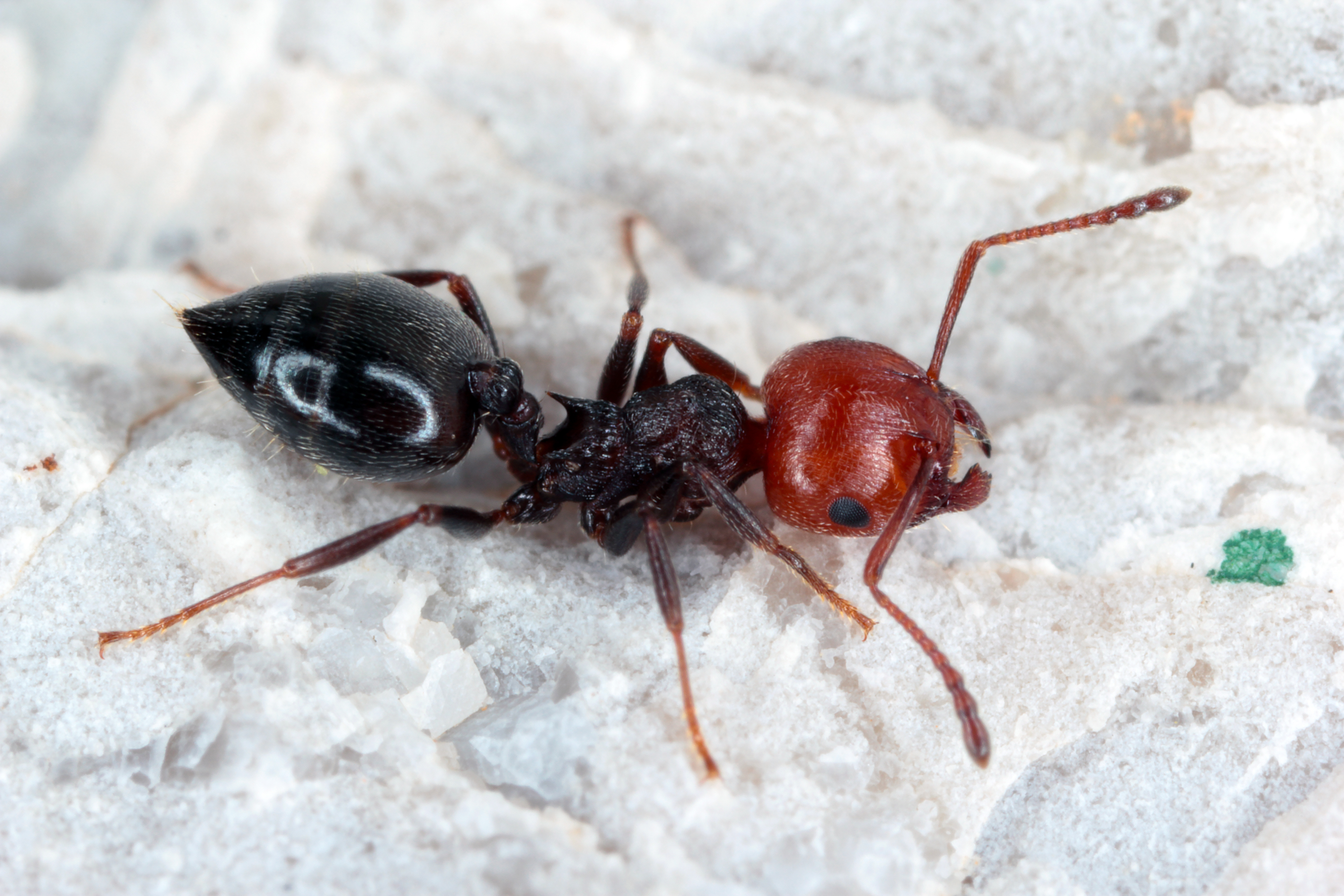 Close-up side view of an acrobat ant on pale rock, showing a reddish head, dark spined thorax, and glossy black heart-shaped abdomen