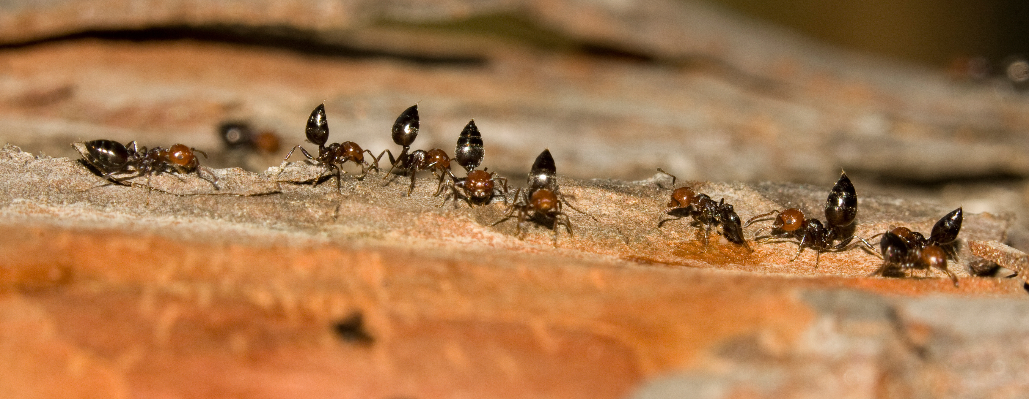 Acrobat Ants in Pueblo and Eastern Fremont County: Identification and Control