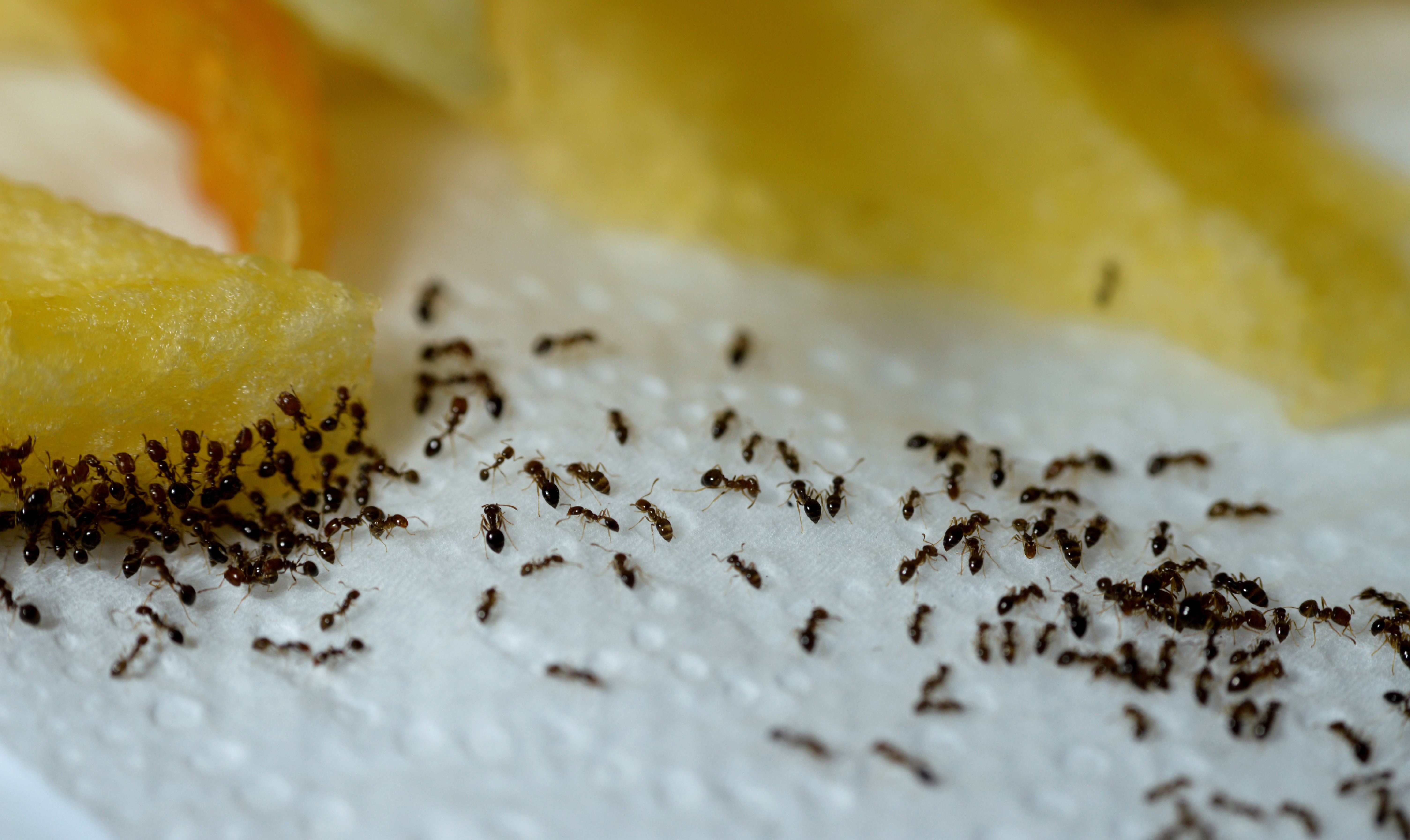 A trail of small ants swarming food on a kitchen surface in a Pueblo home